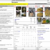 пельмени по Русски, пельмени фото рецепт, пельмени просто, пельмени